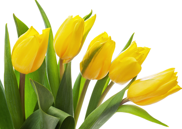 Tulips